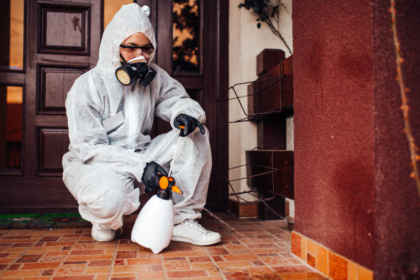 Reliable Wasp Removal contractor in Blue Ridge, GA by Show Me Pest Control